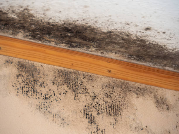  West Branch, IA Mold Removal Pros