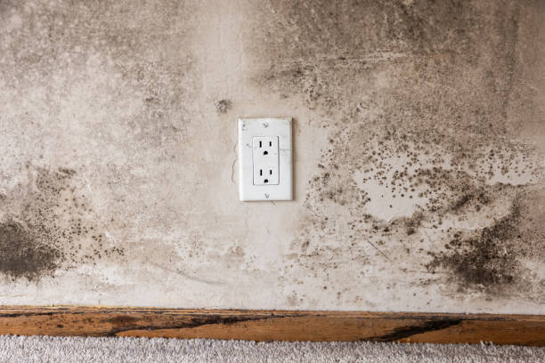 Best Attic Mold Removal  in West Branch, IA