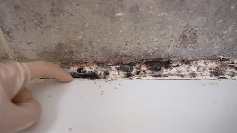 Best Post-Construction Mold Inspection  in West Branch, IA